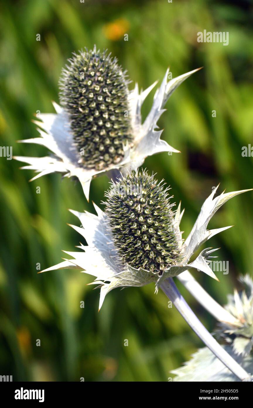 Zwei Riesenseekehlchen (Eryngium giganteum), „Silver Ghost“-Disteln, die im Dalemain Mansion & Historic Gardens, Lake District National Park, angebaut werden. Stockfoto