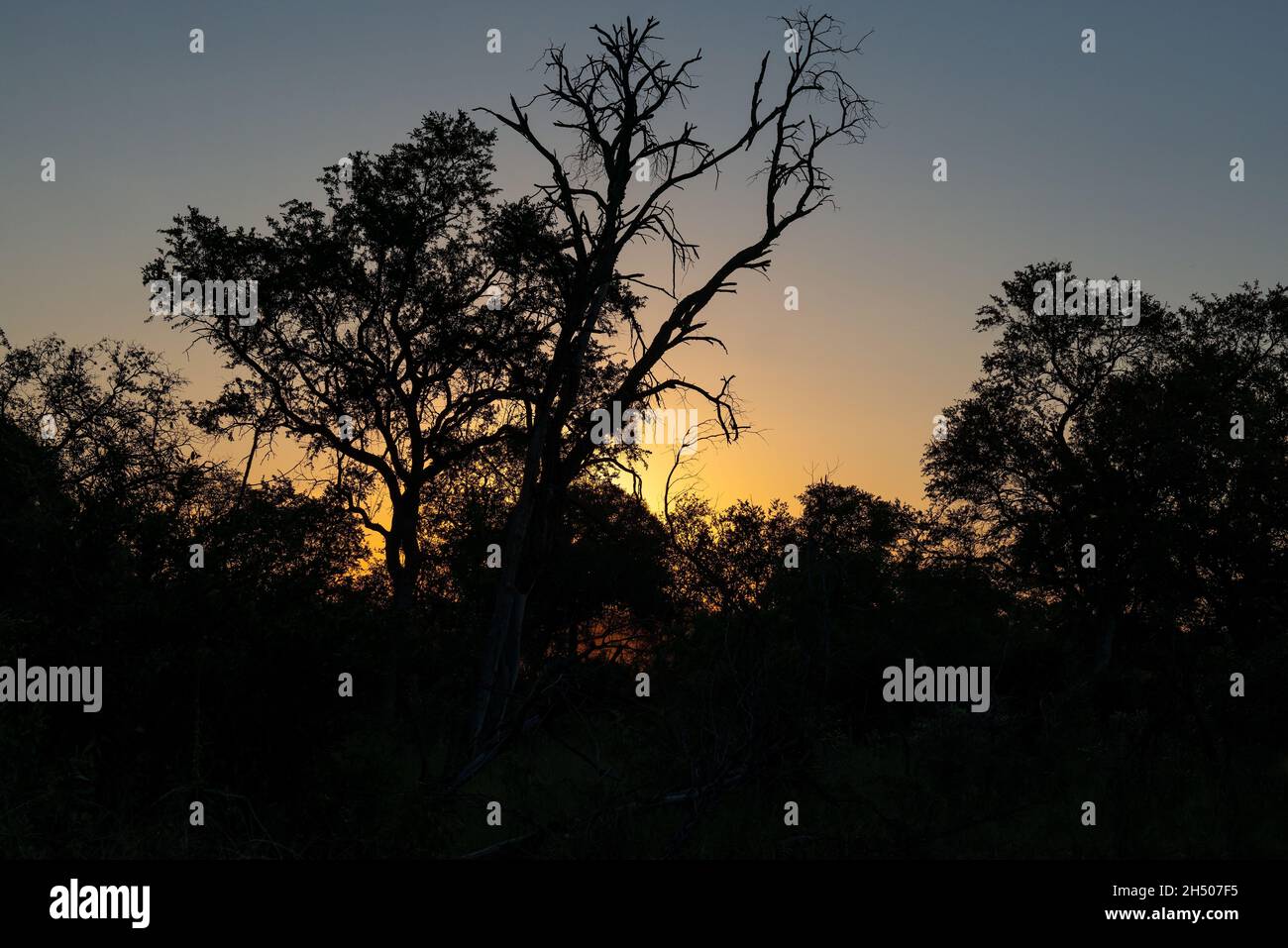 Baumsilhouette bei Sonnenuntergang in der afrikanischen Savanne bei Sonnenuntergang, Entabeni Game Reserve, Limpopo Provinz, Südafrika. Stockfoto