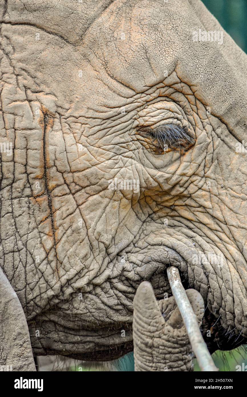 Nahaufnahme des Gesichts des jungen Elefanten mit Fokus auf Wimpern, temporaler Drüse und Rumpfspitze. (Loxodonta africana). Stockfoto