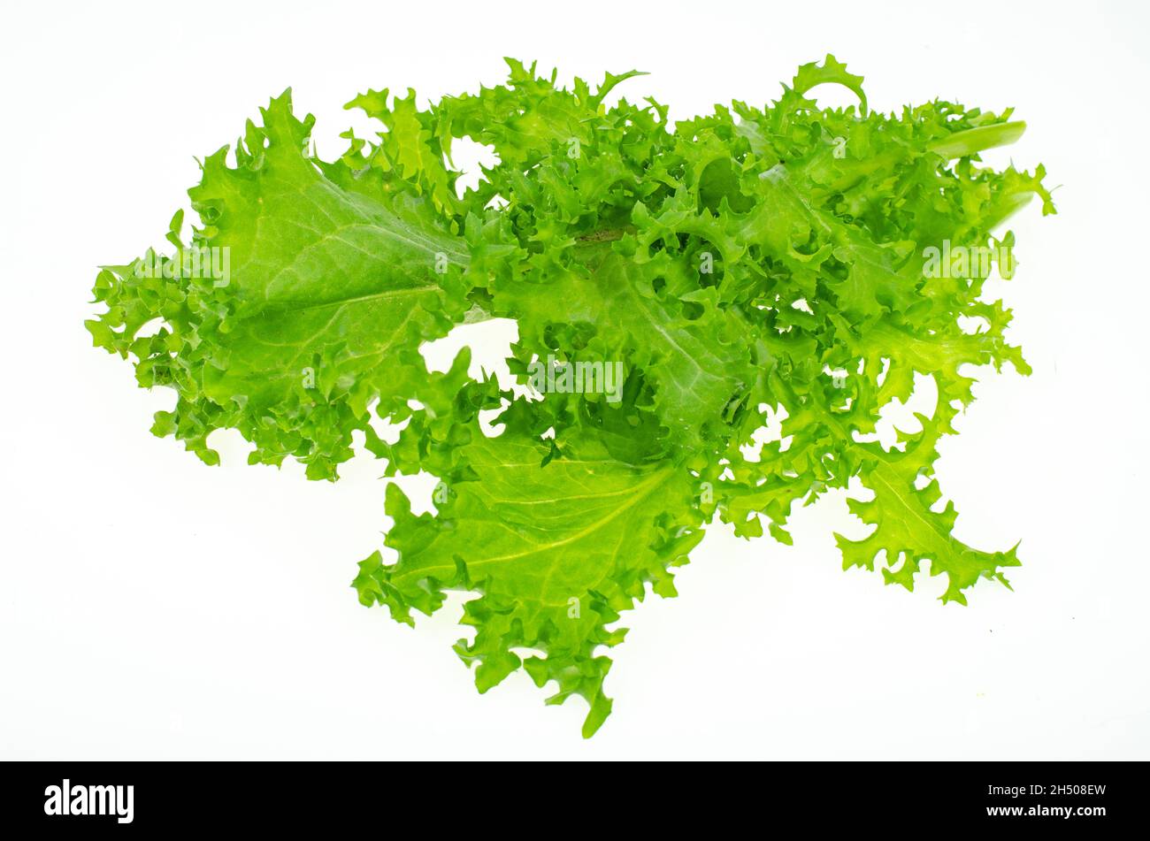 Frische grüne Frisee-Salatblätter isoliert auf weißem Hintergrund. Studio Photo. Stockfoto