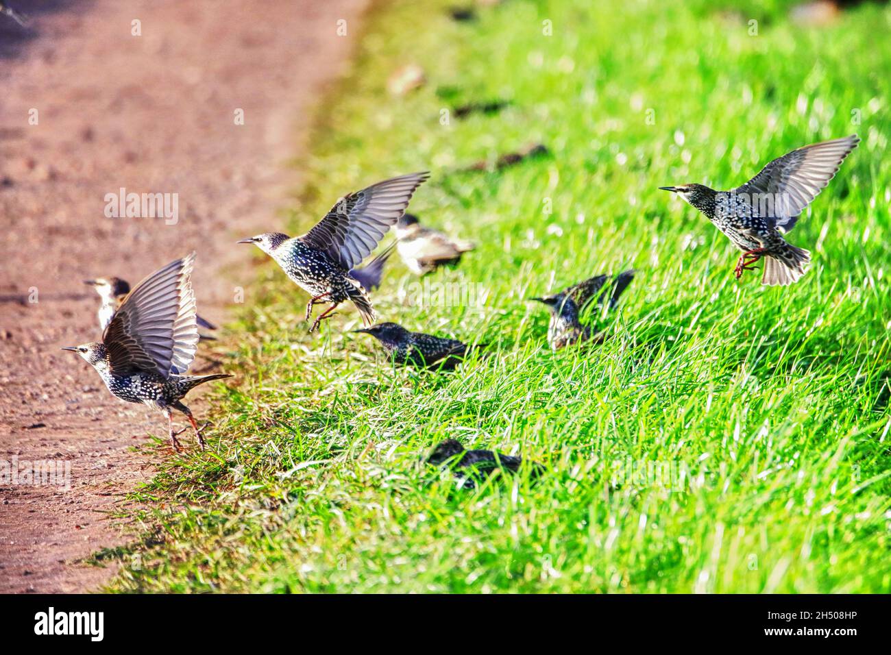 Stare auf einer Feldstraße spielen Stockfoto