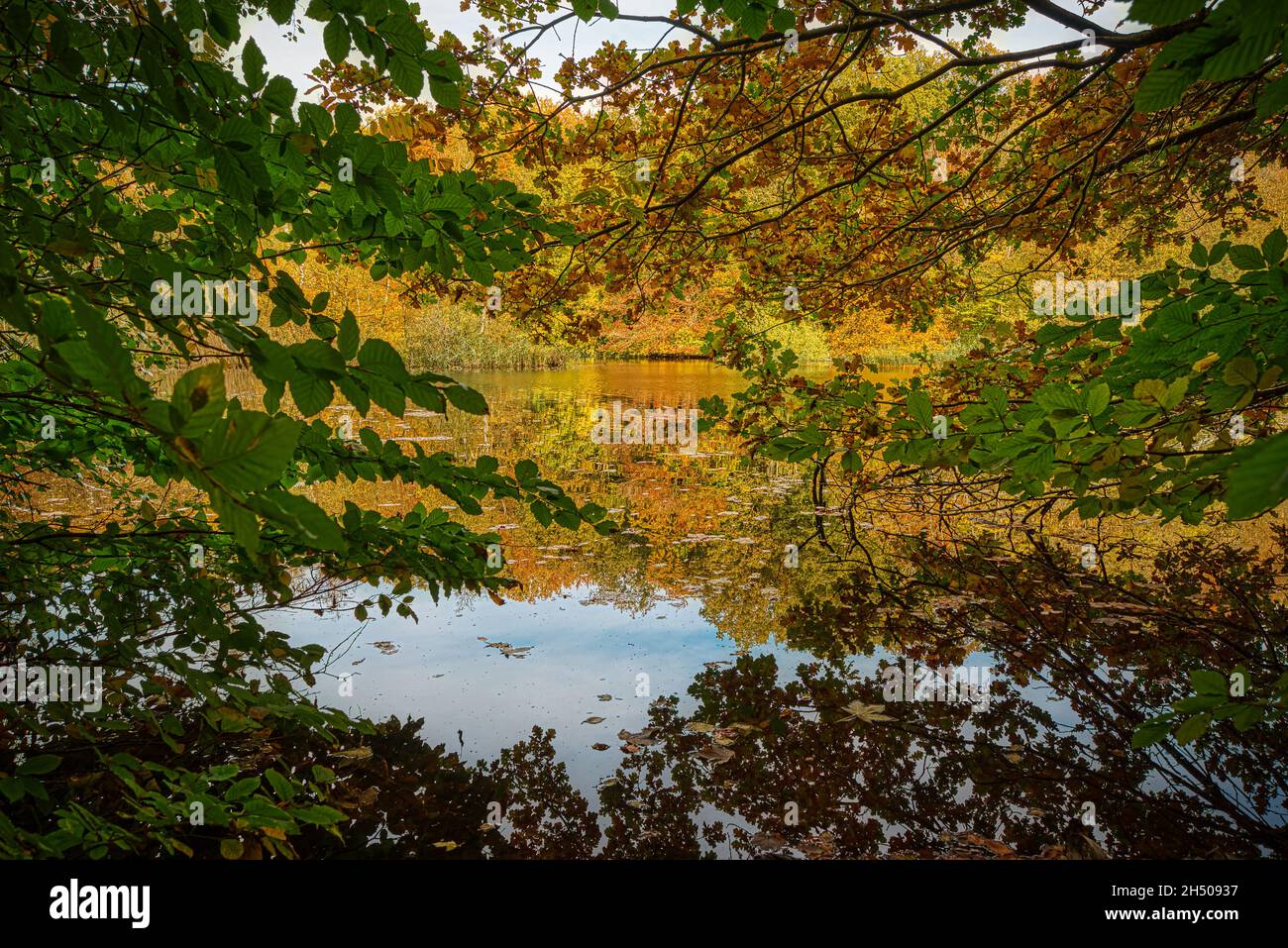 Laub in lebendigen Herbstfarben, die sich in einem ruhigen See in Seeland, Dänemark, widerspiegeln, 25. Oktober 2021 Stockfoto