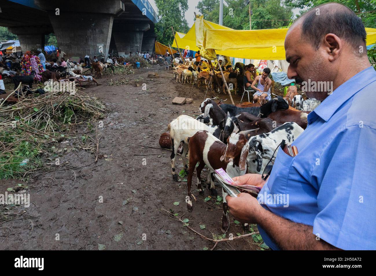 Kalkutta, Westbengalen, Indien - 11.. August 2019: Preisverhandlungen für Ziegen während des „Eid al-Adha“ oder „Opferfestes“ oder „Eid Qurban“. Stockfoto