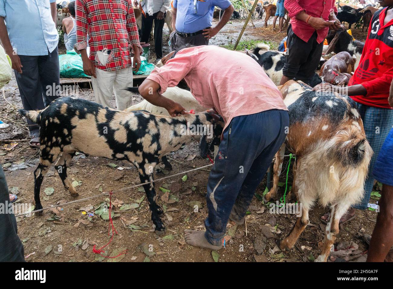 Kalkutta, Westbengalen, Indien - 11.. August 2019: Verkäufer und Käufer negotaiting Preis für Ziegen während 'Eid al-Adha' oder 'Fest des Opfers'. Stockfoto
