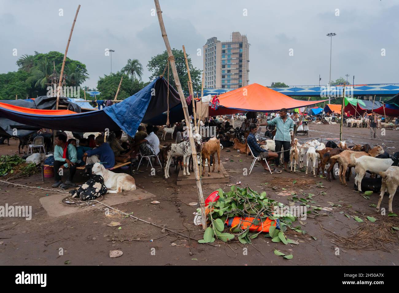 Kalkutta, Westbengalen, Indien - 11.. August 2019 : Ziegen werden während des 'Eid al-Adha' oder 'Fest des Opfers' oder Eid Qurban auf dem Markt verkauft. Stockfoto