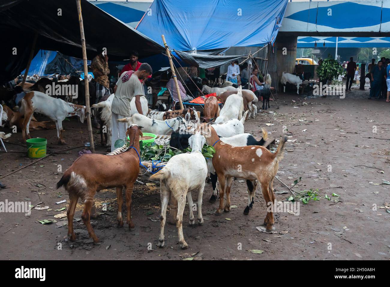 Kalkutta, Westbengalen, Indien - 11.. August 2019 : Ziegenverkäufer, der Ziegen füttert, die während der 'Eid al-Adha' oder Eid Qurban auf dem Markt verkauft werden. Stockfoto
