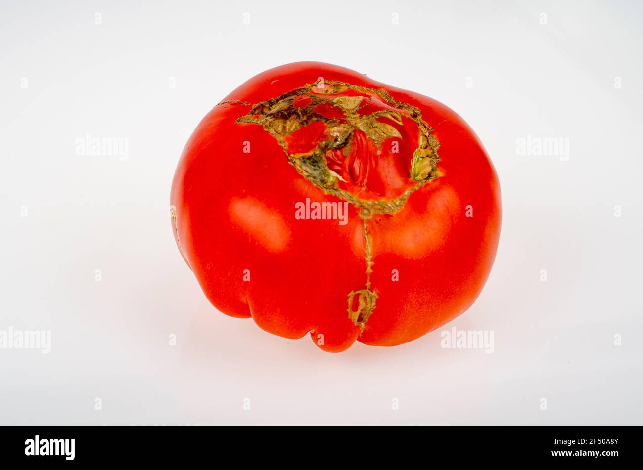Krankheiten der Tomaten, oben verfaulen auf den Früchten. Studio Photo. Stockfoto