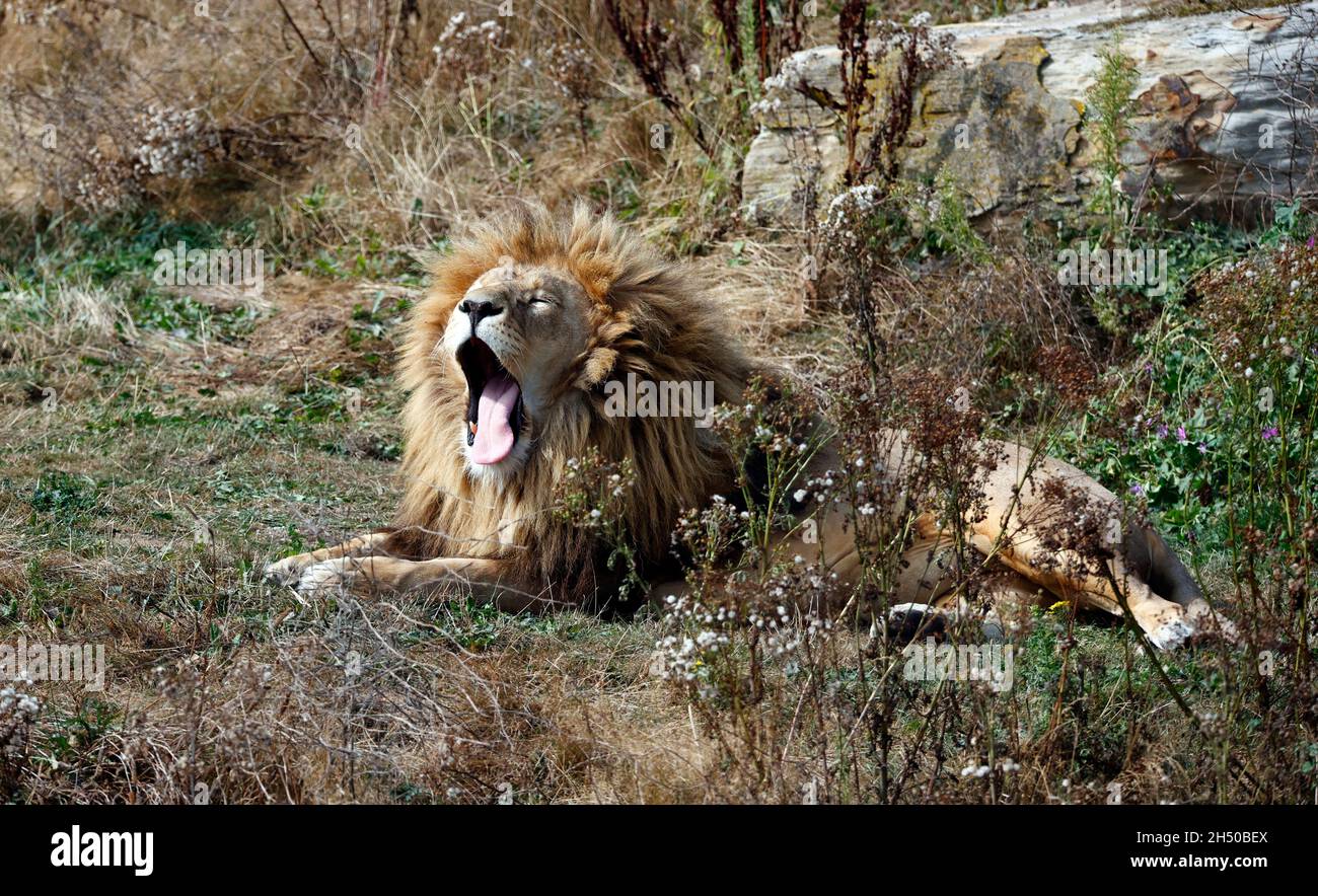 Gähnender männlicher Löwe in einem Wildpark Stockfoto