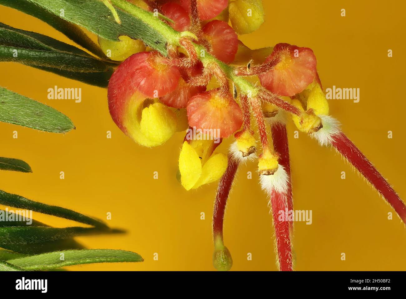 Nahaufnahme der Blumen und Blätter von Grevillea „Bonnie Prince Charlie“, australisch Stockfoto