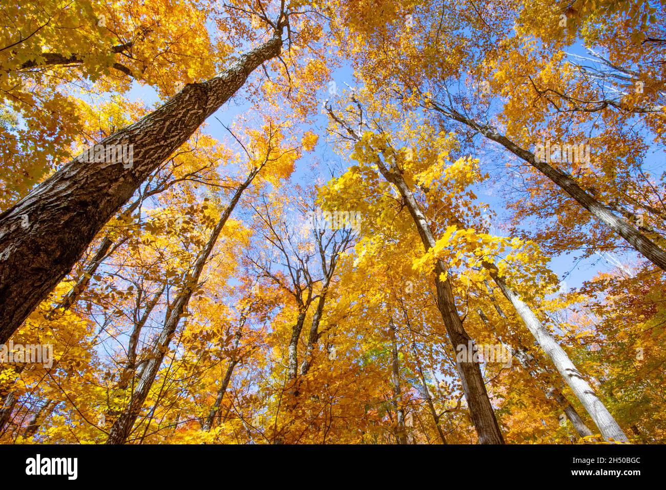 Bunte Blätter auf Bäumen im Herbst Stockfoto