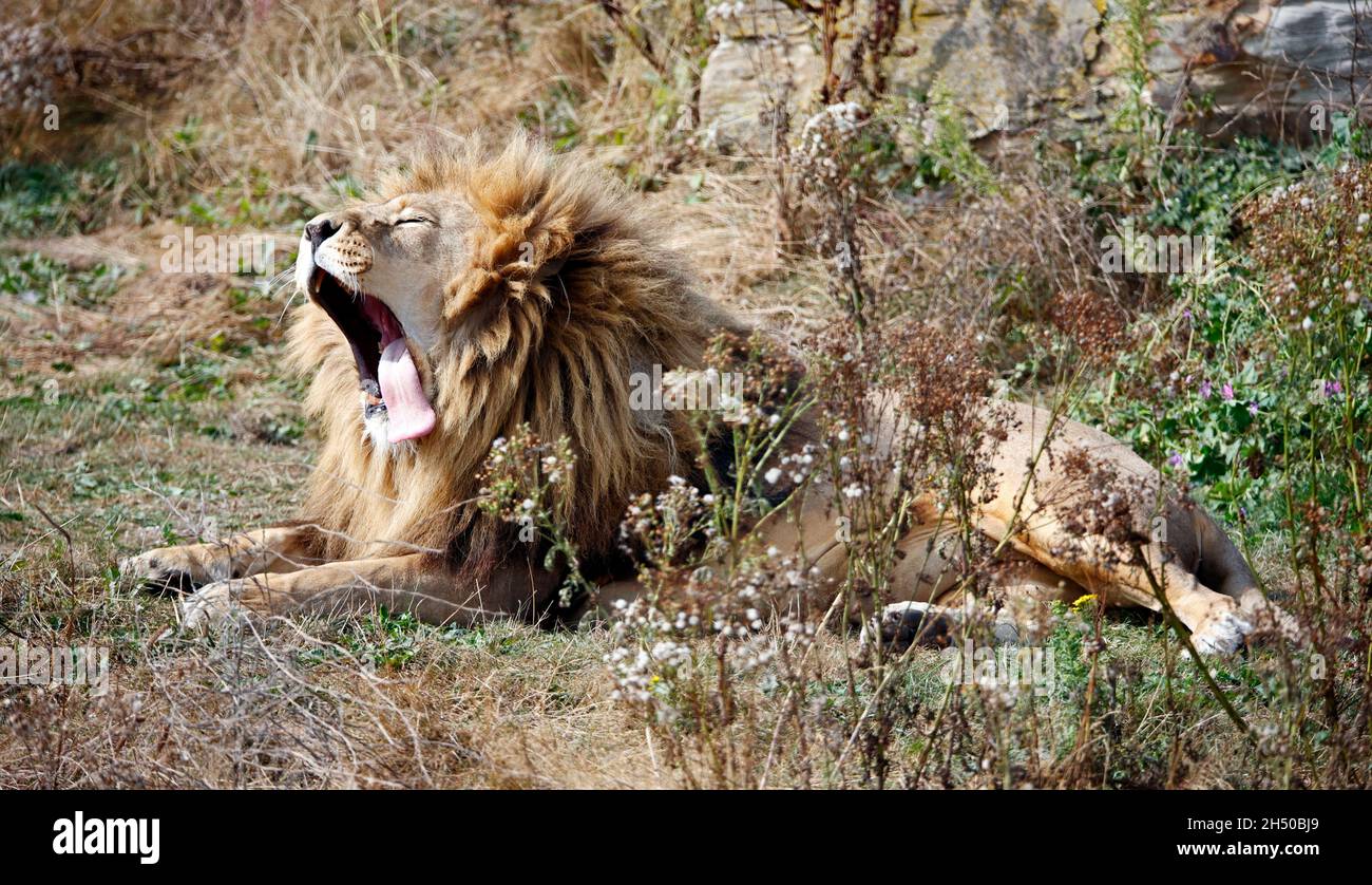 Gähnender männlicher Löwe in einem Wildpark Stockfoto