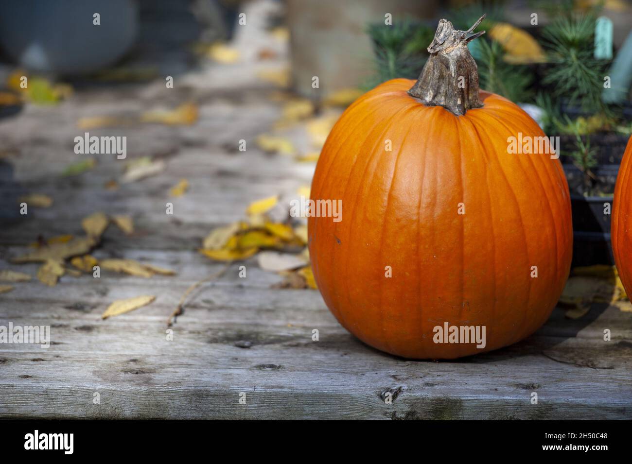 Kürbis auf einer Terrasse Stockfoto