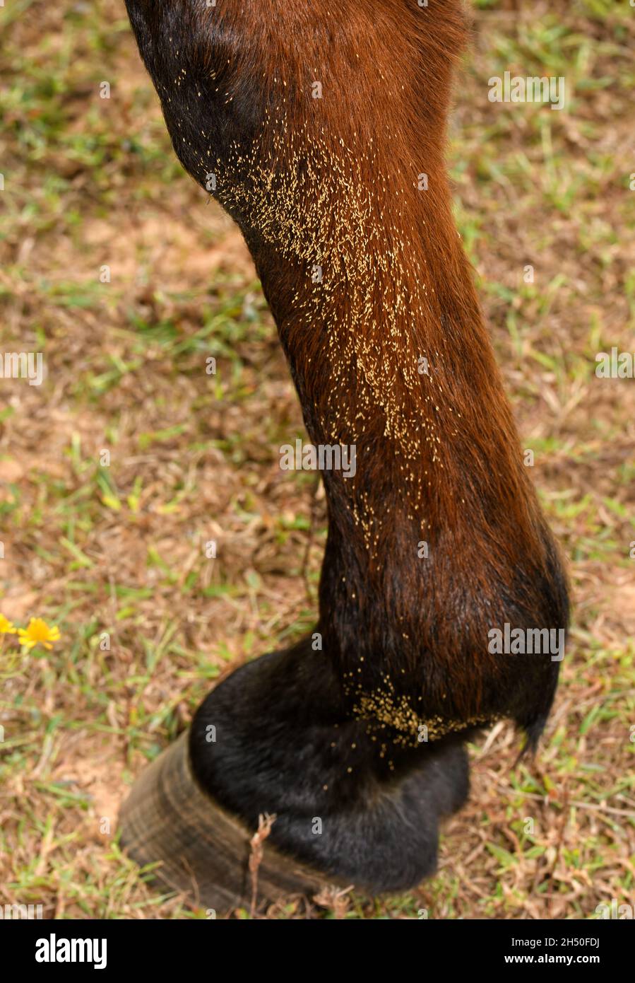 Kleine, helle, parasitäre Botfly-Eier auf der Innenseite des unteren Vorderbeines eines eines rotbraunen Pferdes, die an den Haaren befestigt sind; konzentrieren Sie sich auf die oberste große Gruppe Stockfoto