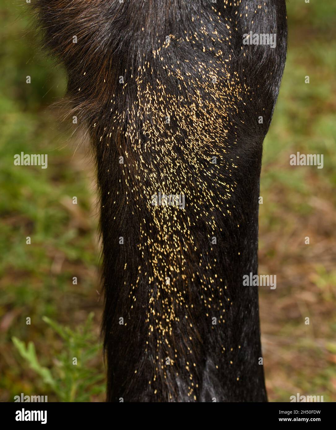 Parasitäre Botfly-Eier auf der Innenseite des unteren vorderen Beins eines Pferdes, an den Haaren befestigt Stockfoto