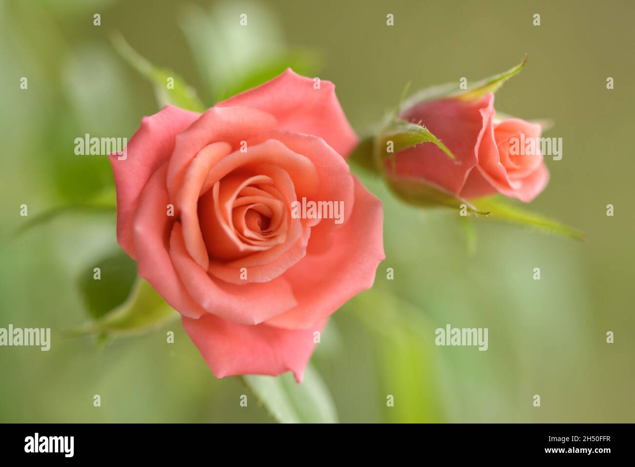 Weiche, helllachsrosa Miniaturrose Stockfoto