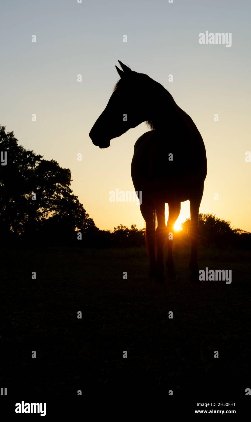 Silhouette eines Pferdes, das nach links schaut, mit klarem späten Abendhimmel und tiefem Sonnenuntergang, der einen Sonneneinbruch erzeugt Stockfoto