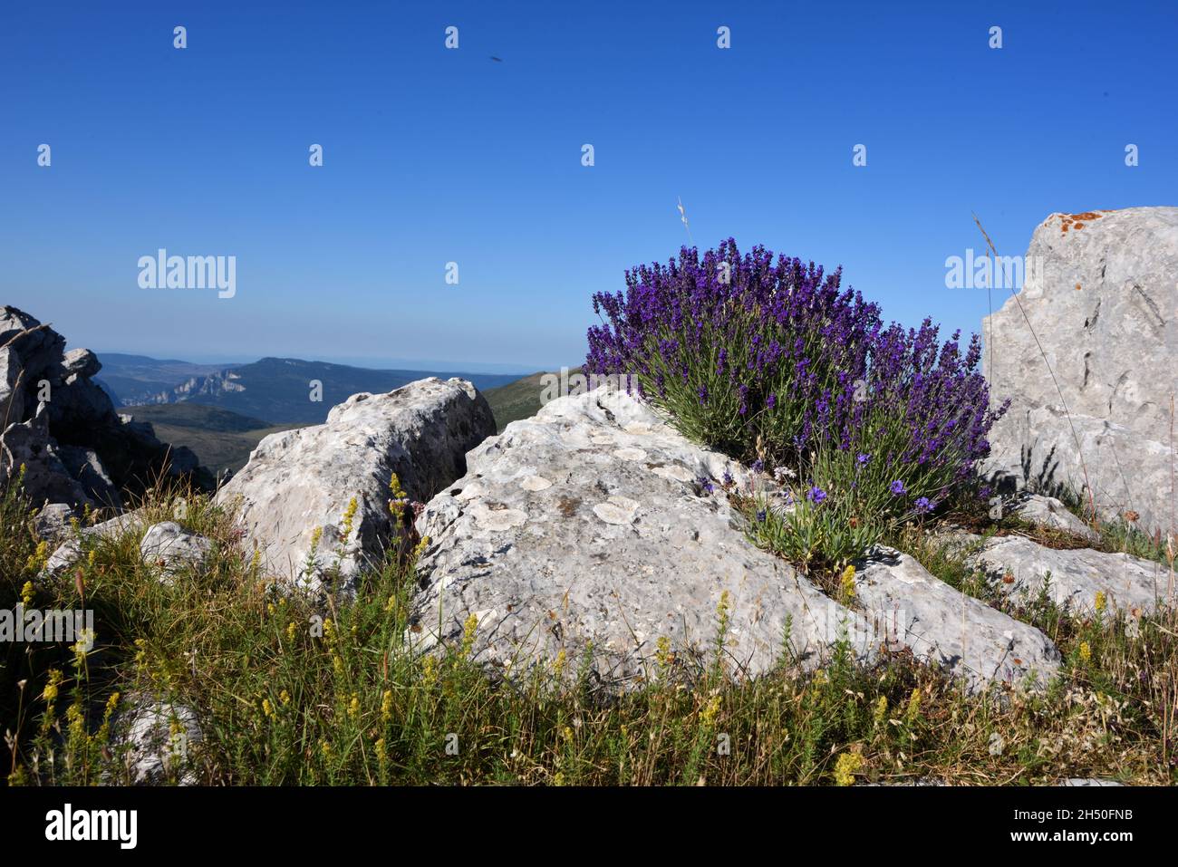 Klumpen von wildem Lavendel, Lavandula angustifolia Form. L. officinalis, gewöhnlicher Lavendel oder echter Lavendel, der auf dem Bergrücken in den Niederen Alpen in Frankreich wächst Stockfoto