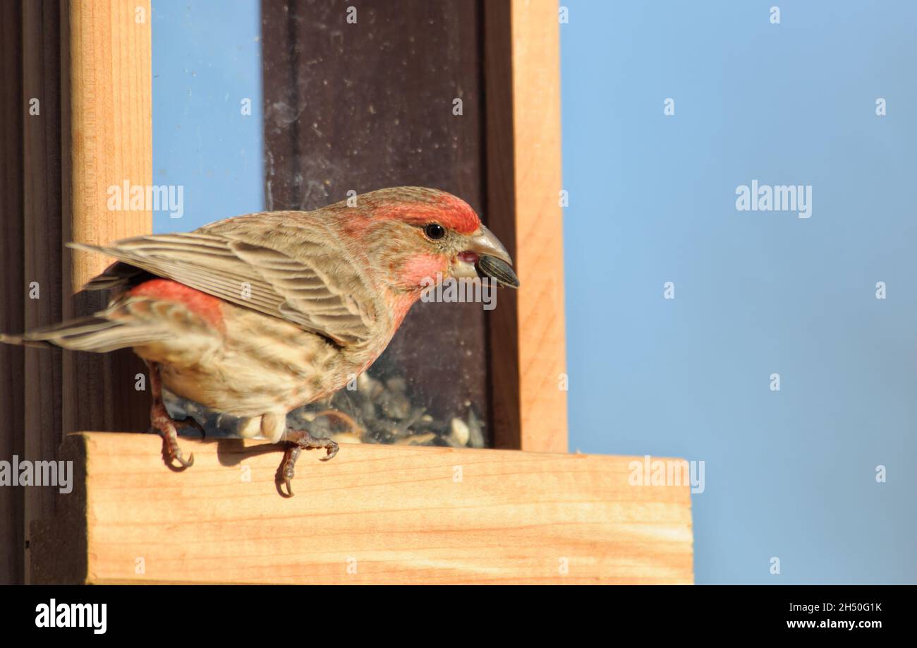 Männlicher Hausfink, der Sonnenblumenkerne an einem Vogelfutterhäuschen frisst; mit Platz für Kopien Stockfoto