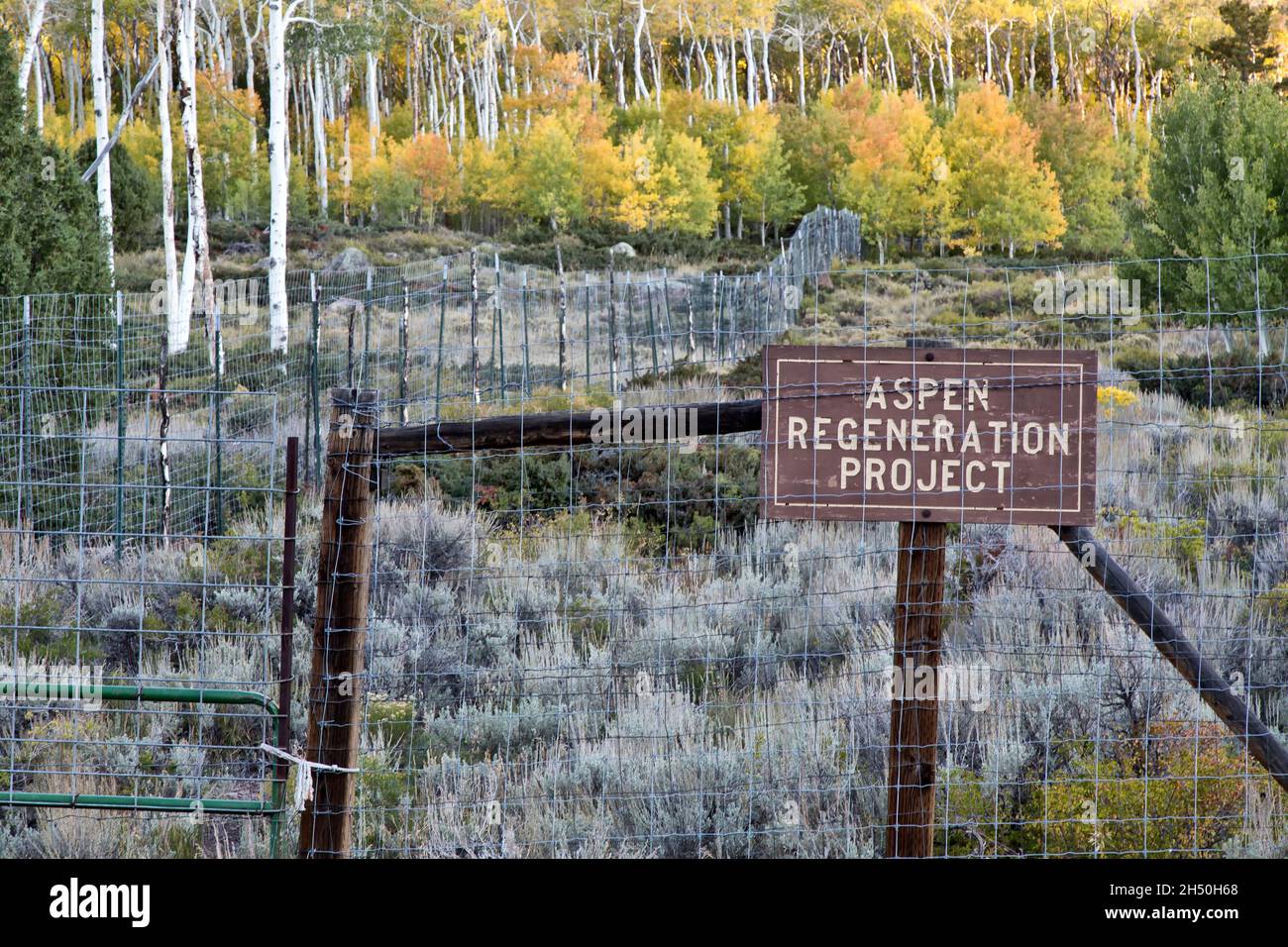 Regenerationsprojekt „Pando Clone“, Quakende Aspens, Fishlake National Forest, Utah. Stockfoto