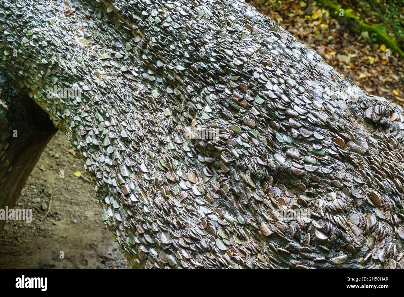 25.10.21 Bolton Abbey, North Yorkshire, UK Münzen, die in einen Baumstumpf im Strid-Wald in der Nähe der Abtei von Bolton gehämmert wurden Stockfoto