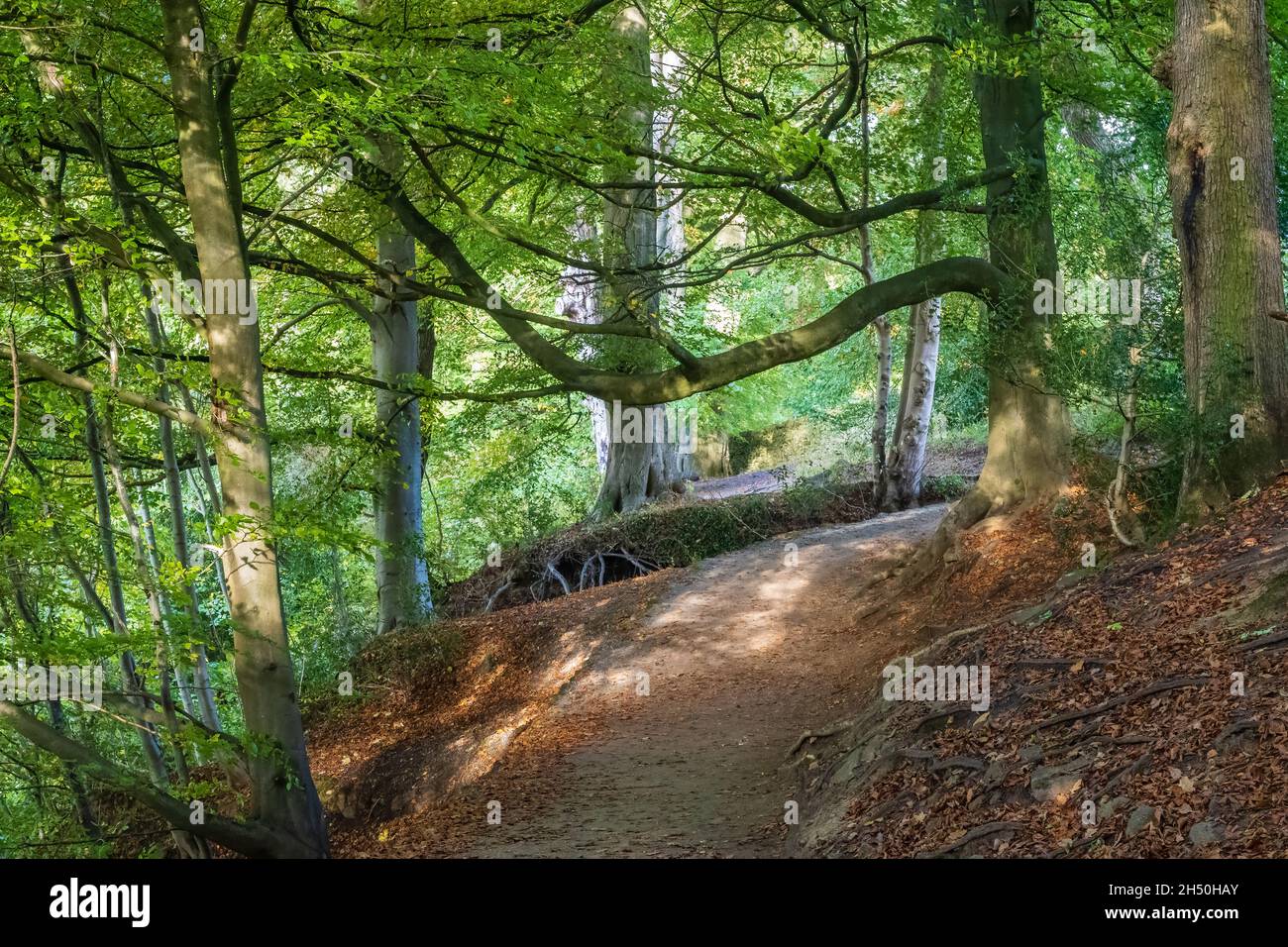 Strid Wood, einer der größten Reste von sessilen Eichen in den Yorkshire Dales, umarmt die Ufer des Flusses Wharfe und lädt Besucher ein, dort spazieren zu gehen Stockfoto