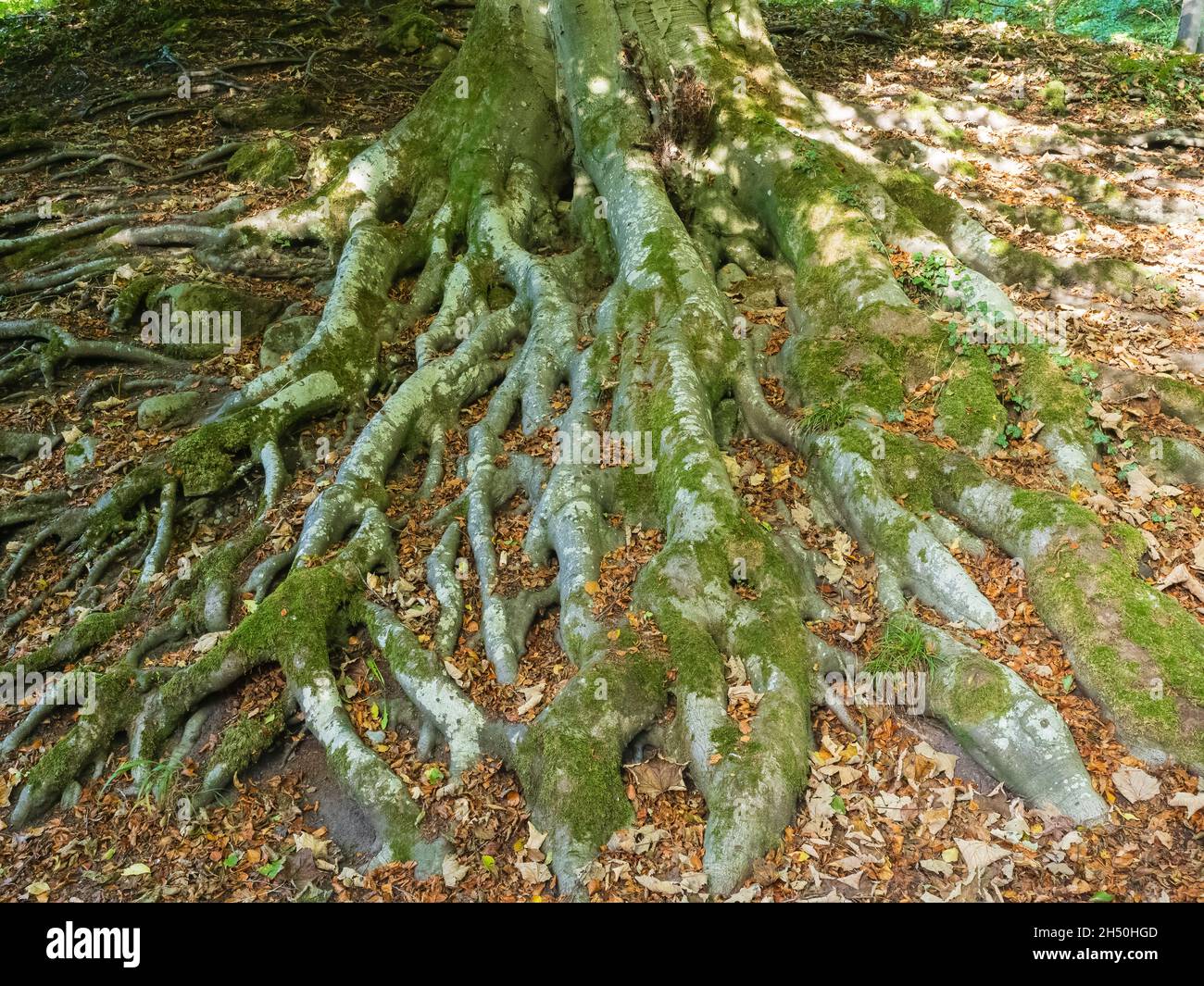 Baumstümpfe in den Strid Woods in der Nähe der Abtei Bolton in den Yorkshire Dales Stockfoto