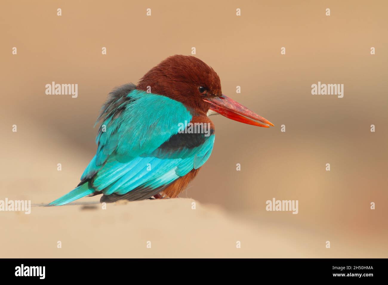 Ein erwachsener Weißkehlenfischer oder Weißbrustkehler (Halcyon smyrnensis) in Nordindien Stockfoto