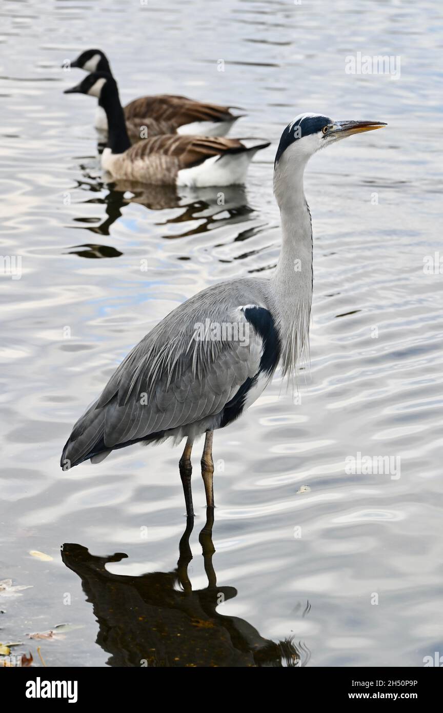 London, Großbritannien. November 2021. London, Großbritannien. Ein langbeiniger Raubreiher ( Ardea cinerea ) wat im Serpentine, Hyde Park, als zwei kanadische Gänse vorbeikommen. Kredit: michael melia/Alamy Live Nachrichten Stockfoto