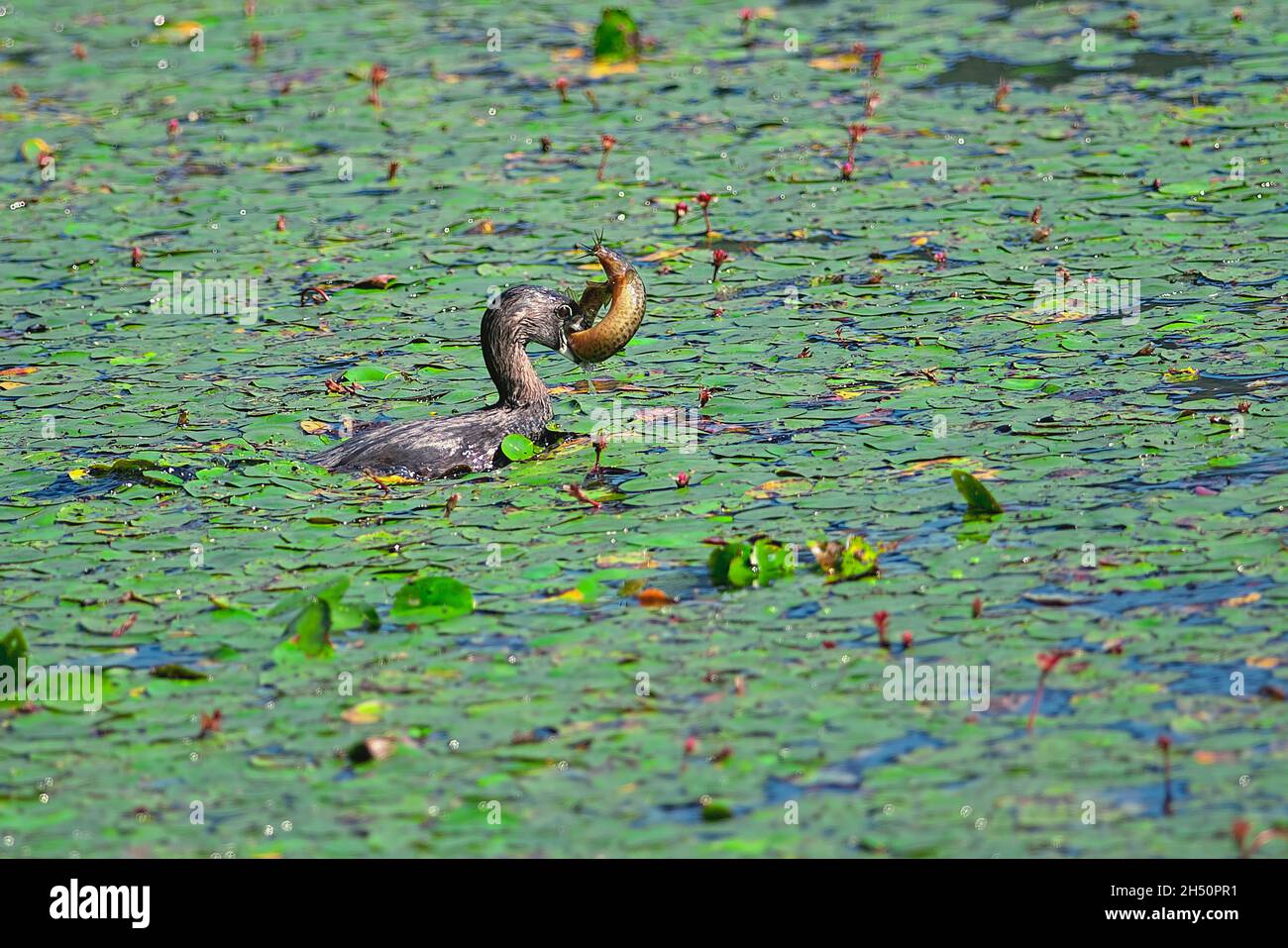 Rattenschnabeltaucher (Podilymbus podiceps) mit Peichelachs oder orientalischer Wetterfisch (Misgurnus anguillicaudatus). Stockfoto
