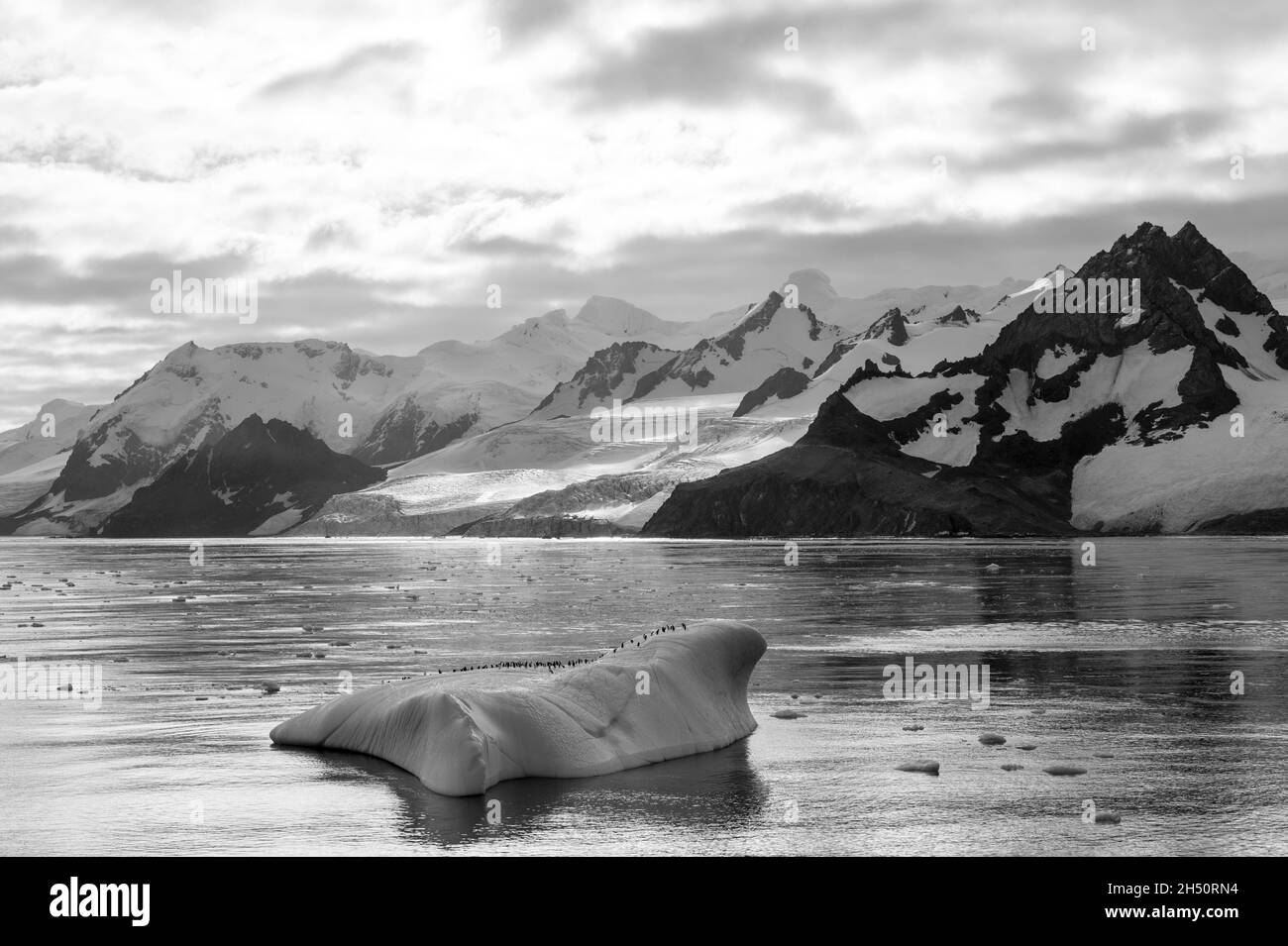 Viele Pinguine auf einem großen Eisberg in der Antarktis Stockfoto