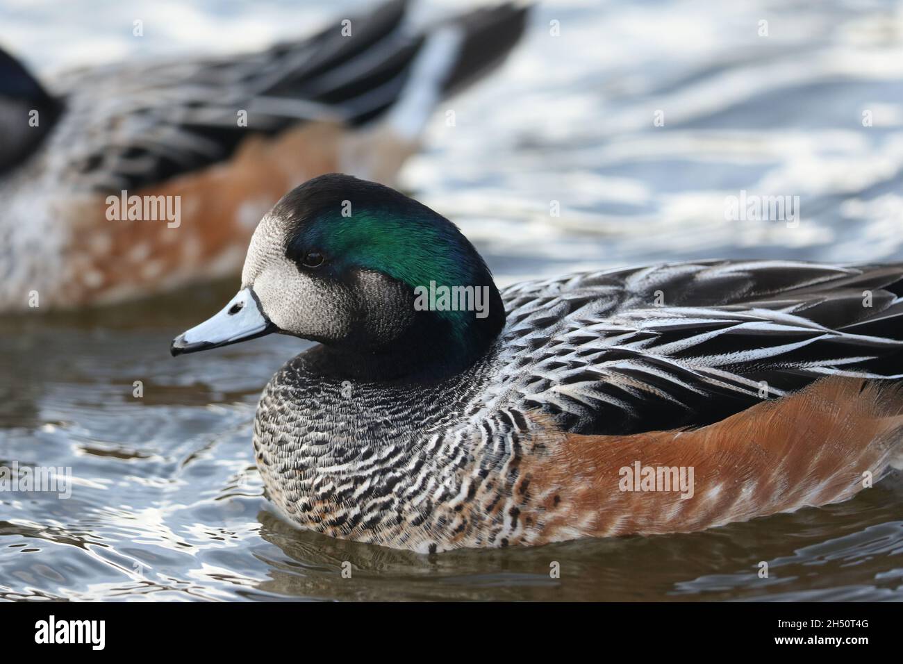 A drake Chiloe Wigeon, Mareca sibilatrix, Schwimmen auf einem Teich im Sumpfgebiet Slimbridge Wildlife Reserve. Stockfoto