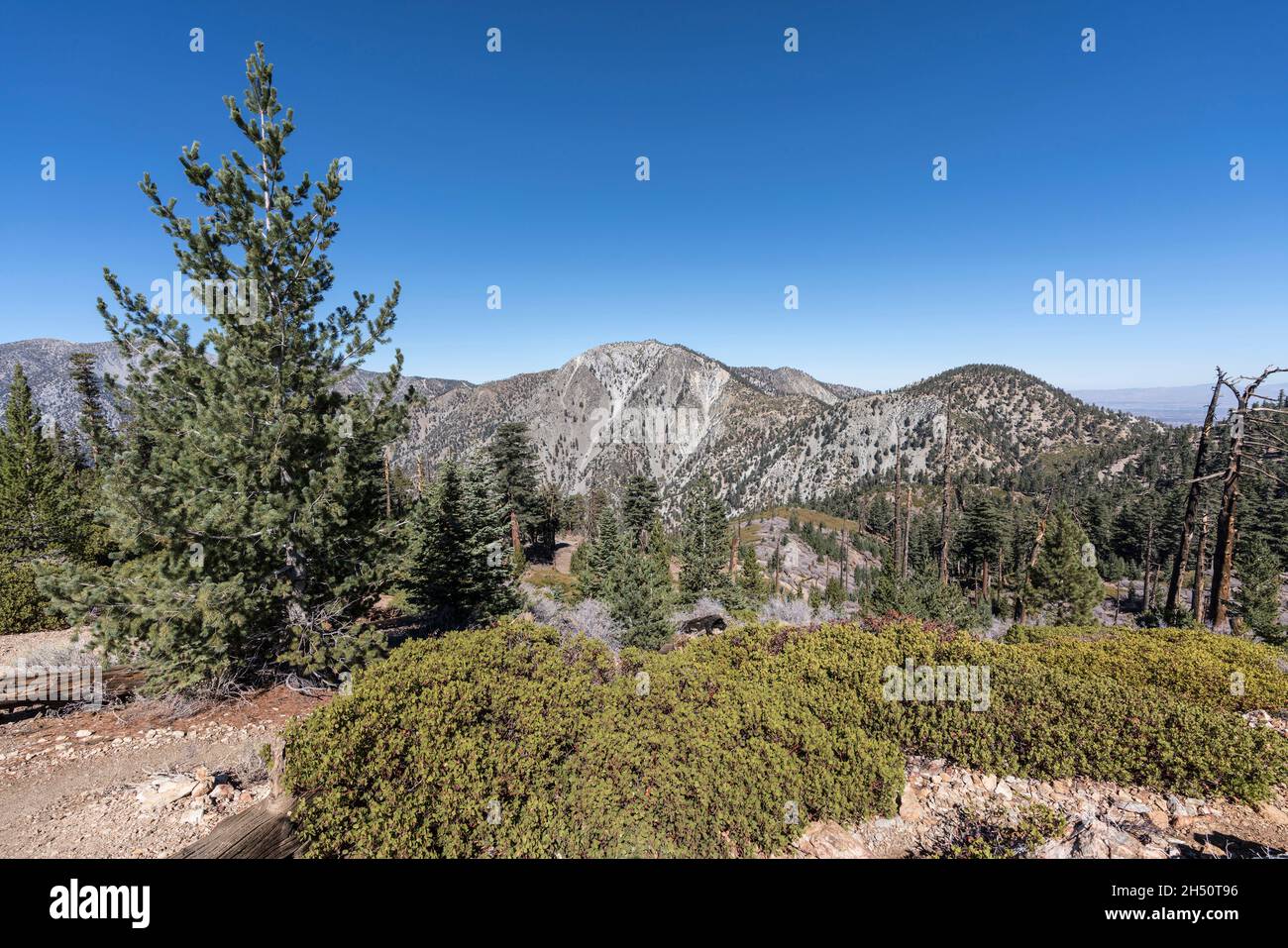 Telegraph Peak und Timber Mountain in den San Gabriel Mountains in der Nähe von Mt Baldy und Los Angeles, Kalifornien. Stockfoto