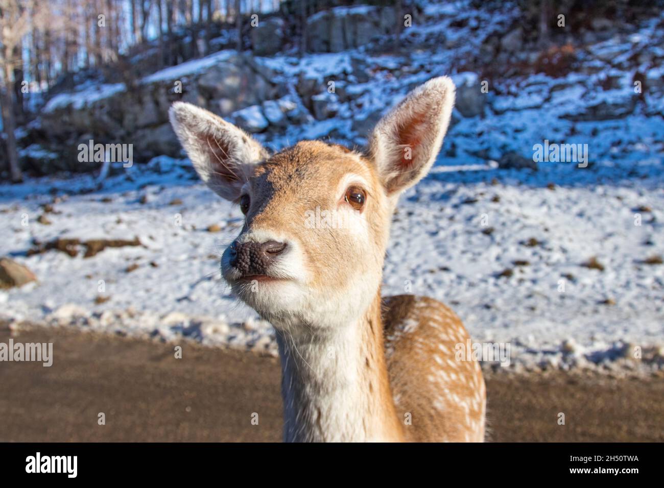 Nahaufnahme eines jungen Damhirsches Stockfoto