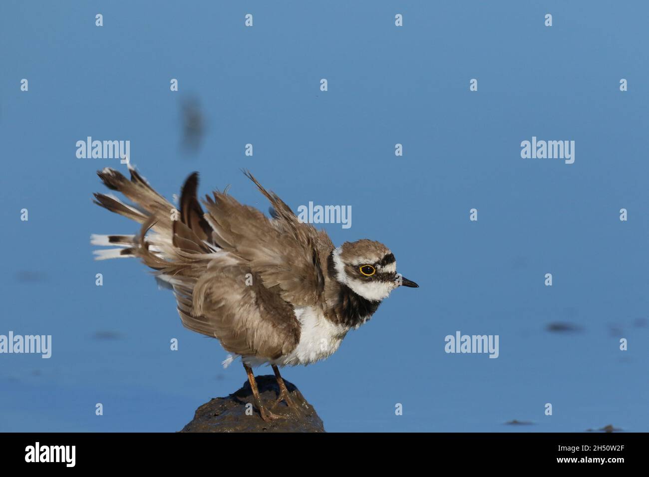 Kleiner Ringelpfrover in einer Umgebung eines überfluteten Feldes an den schlammigen Rändern, wo er sich ernährte. Stockfoto