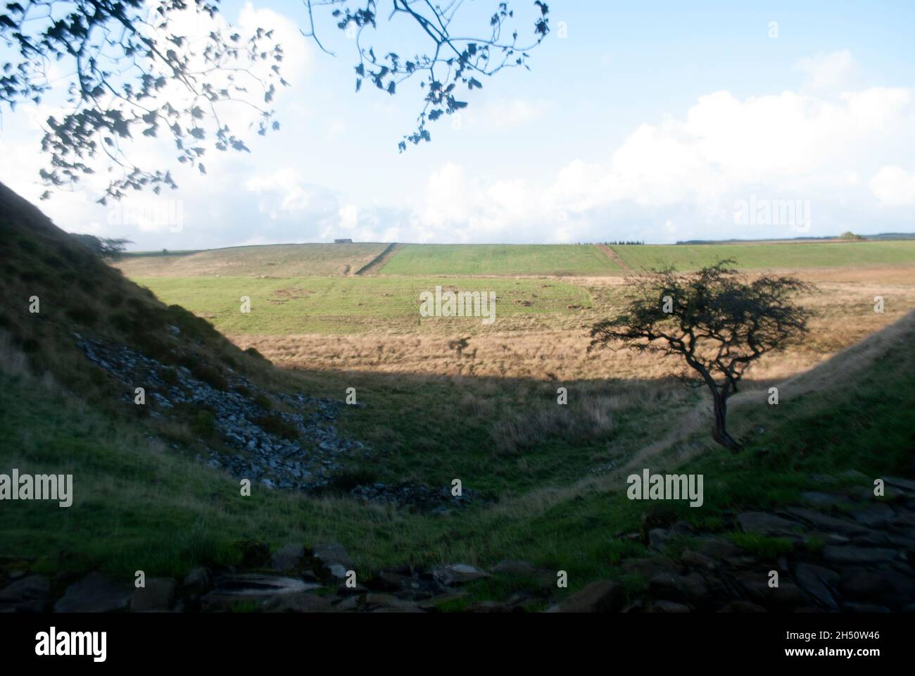 Unter den Ästen des Sycamore Gap-Baumes an der Hadrian's Wall, Northumberland, England, Großbritannien Stockfoto