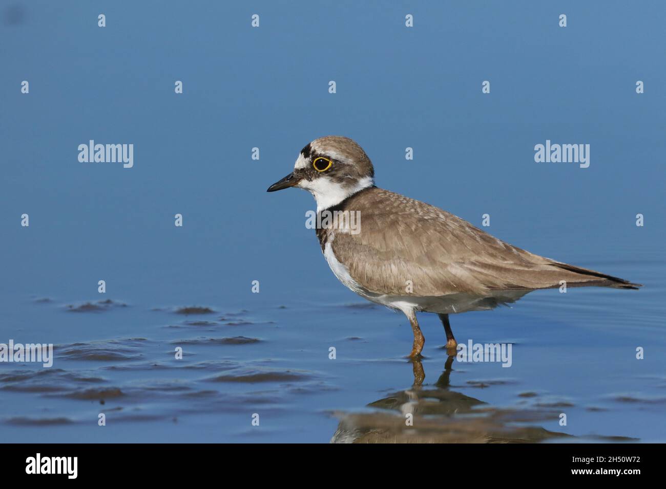 Kleiner Ringelpfrover in einer Umgebung eines überfluteten Feldes an den schlammigen Rändern, wo er sich ernährte. Stockfoto