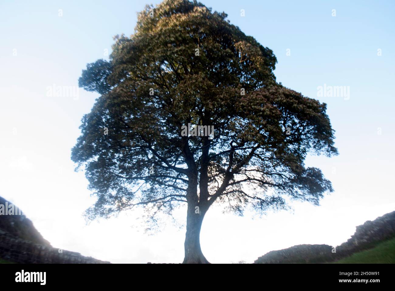 Robin Hood Tree / Sycamore Tree aus dem Film Robin Hood: Prince of Thieves at Sycamore Gap at Hadrian's Wall, Northumberland, England, UK Stockfoto