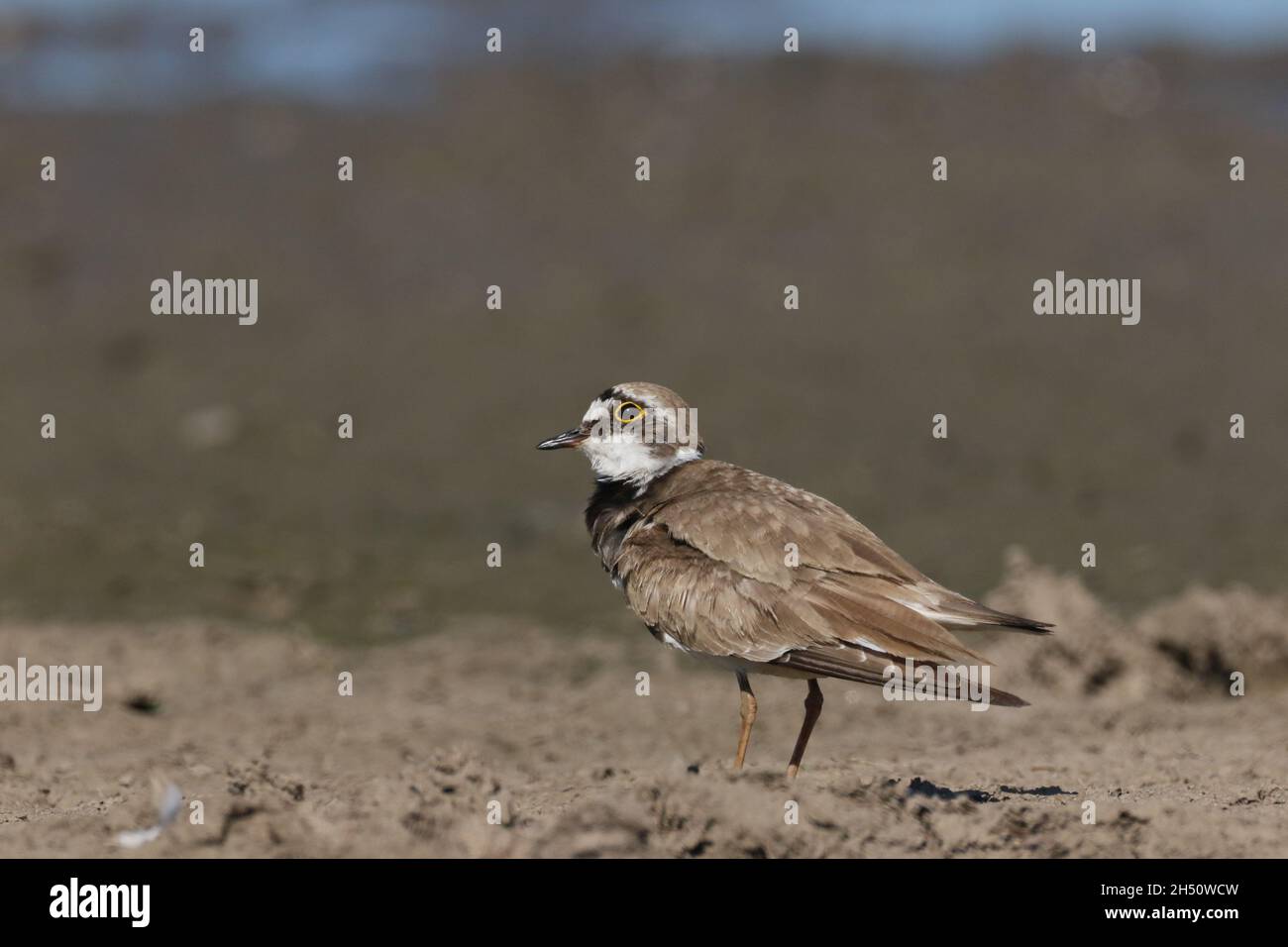 Kleiner Ringelpfrover in einer Umgebung eines überfluteten Feldes an den schlammigen Rändern, wo er sich ernährte. Stockfoto