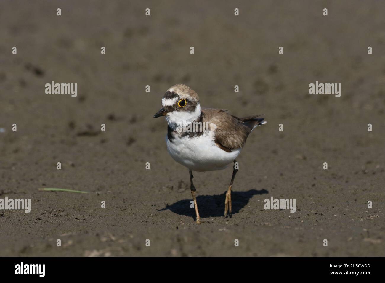 Kleiner Ringelpfrover in einer Umgebung eines überfluteten Feldes an den schlammigen Rändern, wo er sich ernährte. Stockfoto