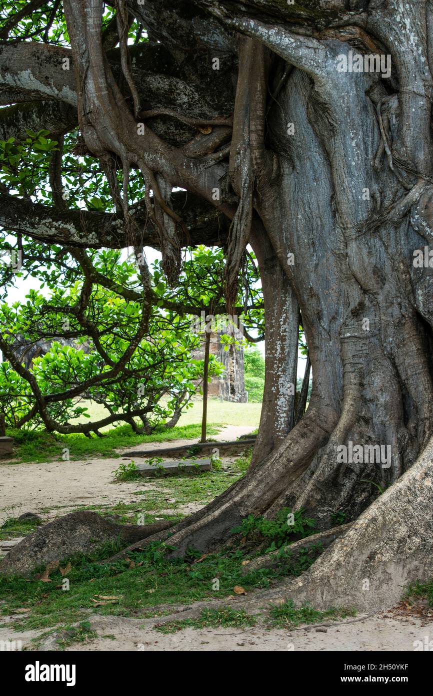Großer und blättriger Baum mit vielen Jahren Existenz. Mata de Sao Joao, Bahia, Brasilien. Stockfoto