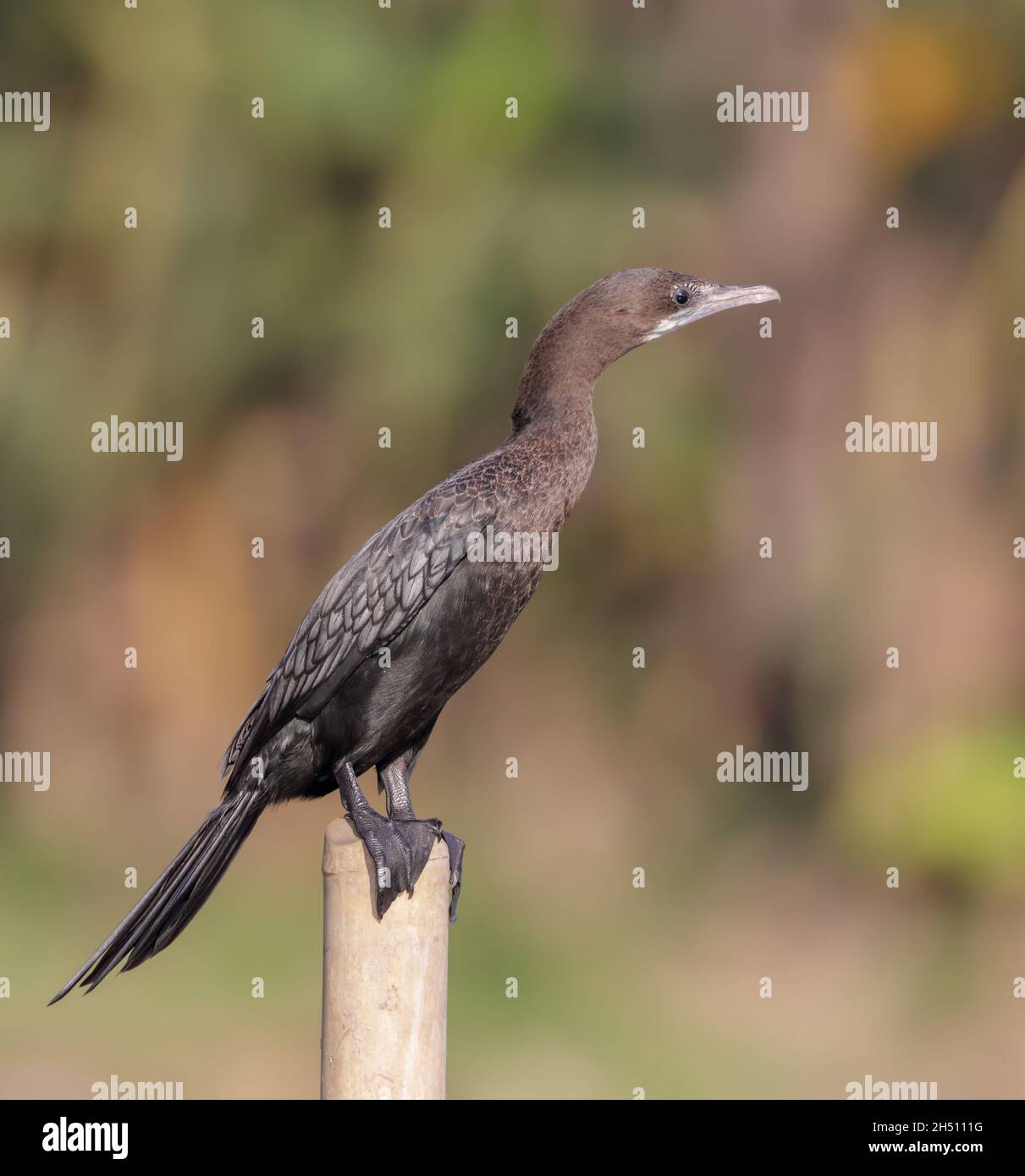 Der kleine Kormoran gehört zur Kormoran-Familie der Seevögel. Stockfoto