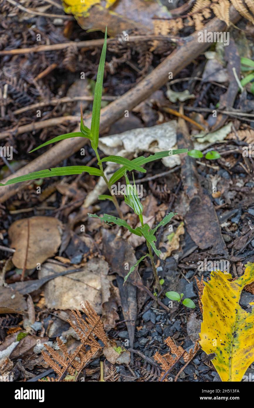 Grüne Kapuzen-Orchidee Stockfoto