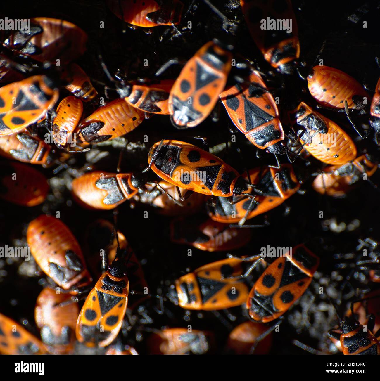 Schuster-Insektennest, Pyrrhocoris apterus, eine Art, die Pflanzen schädigen kann, aber für den Menschen harmlos ist. Insekt leicht erkennbar an seinem roten und schwarzen c Stockfoto