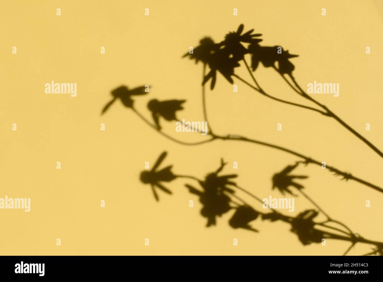 Schatten Sonne Hintergrund von Blumen in einer Vase auf beigefarbenem Papier. Abstrakte dekorative Naturkomposition in Pastellfarben. Neutrales Konzept Natur verschwommen br Stockfoto