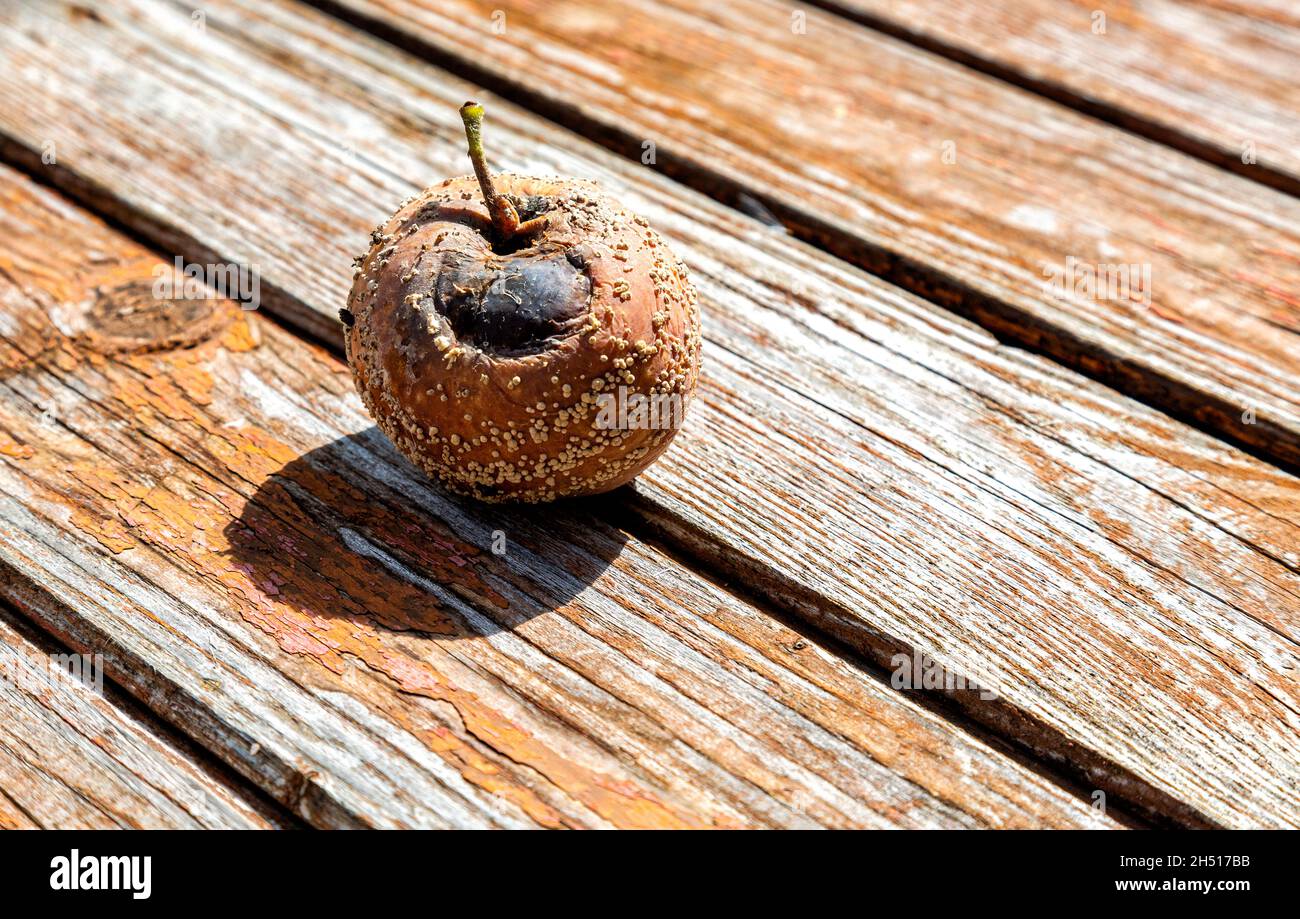 Verfaulter Apfel auf dem alten verwitterten Holztisch aus nächster Nähe Stockfoto