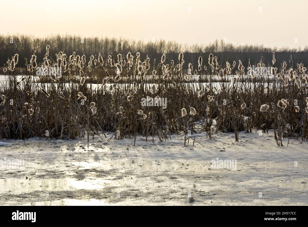 Gefrorenes Flussbecken im Winter Stockfoto