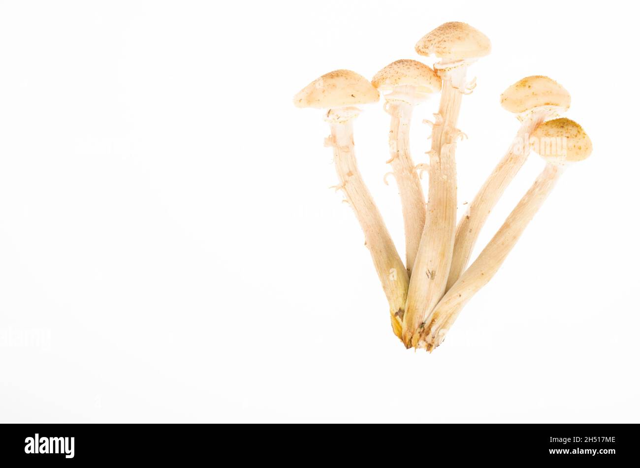 Bund von Wald essbaren Herbst Pilze Honig Agarien auf weißem Hintergrund isoliert. Studio Photo. Stockfoto