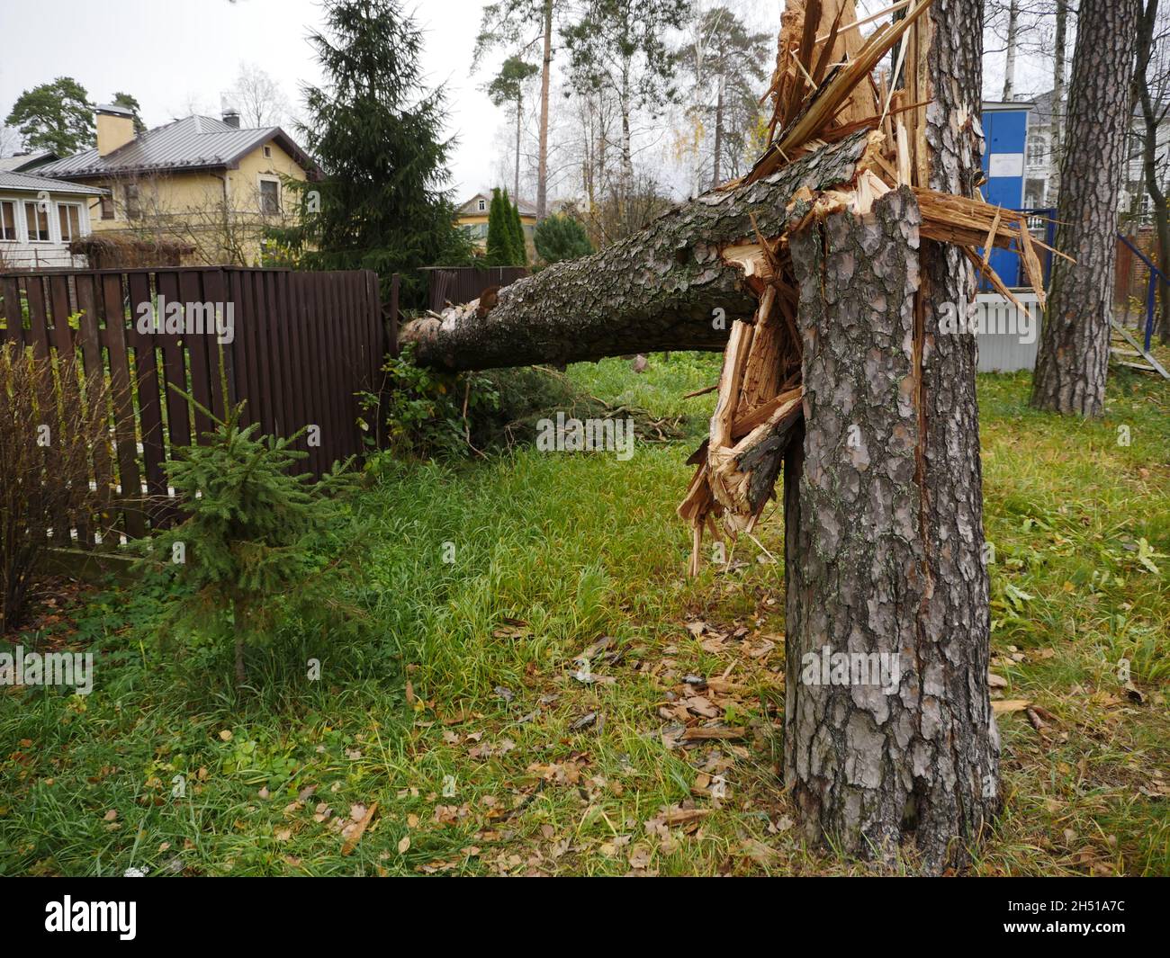 Baum durch starken Wind gebrochen Stockfoto