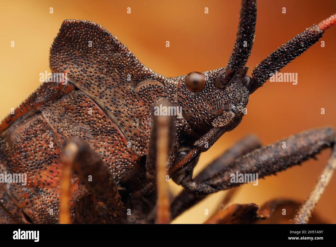 Nahaufnahme eines Hafenbugs (Coreus marginatus). Tipperary, Irland Stockfoto