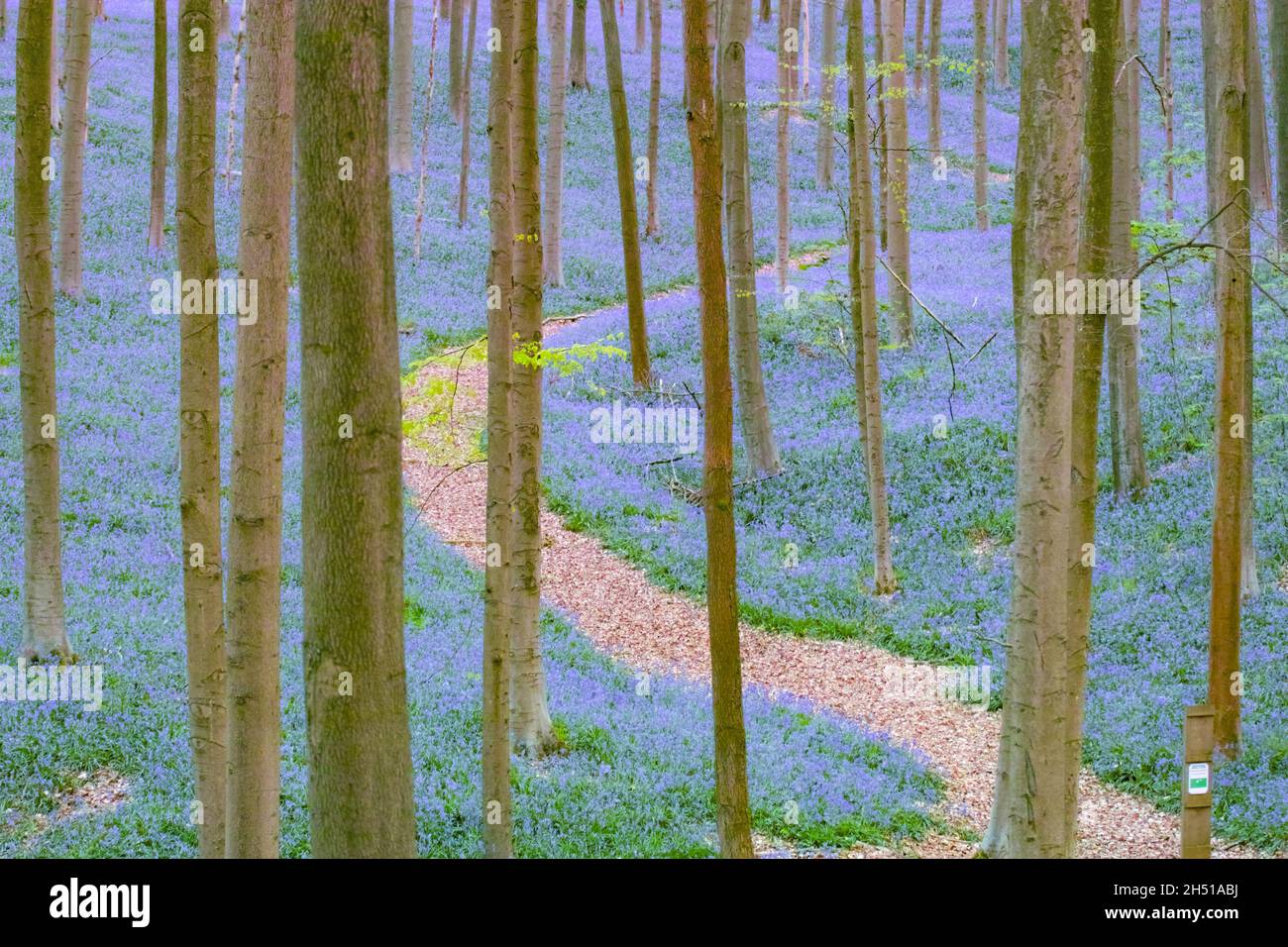 Bluebells (Hyacinthoides non-scripta) im Buchenwald von Hallerbos an einem nebligen Morgen im Frühjahr Stockfoto